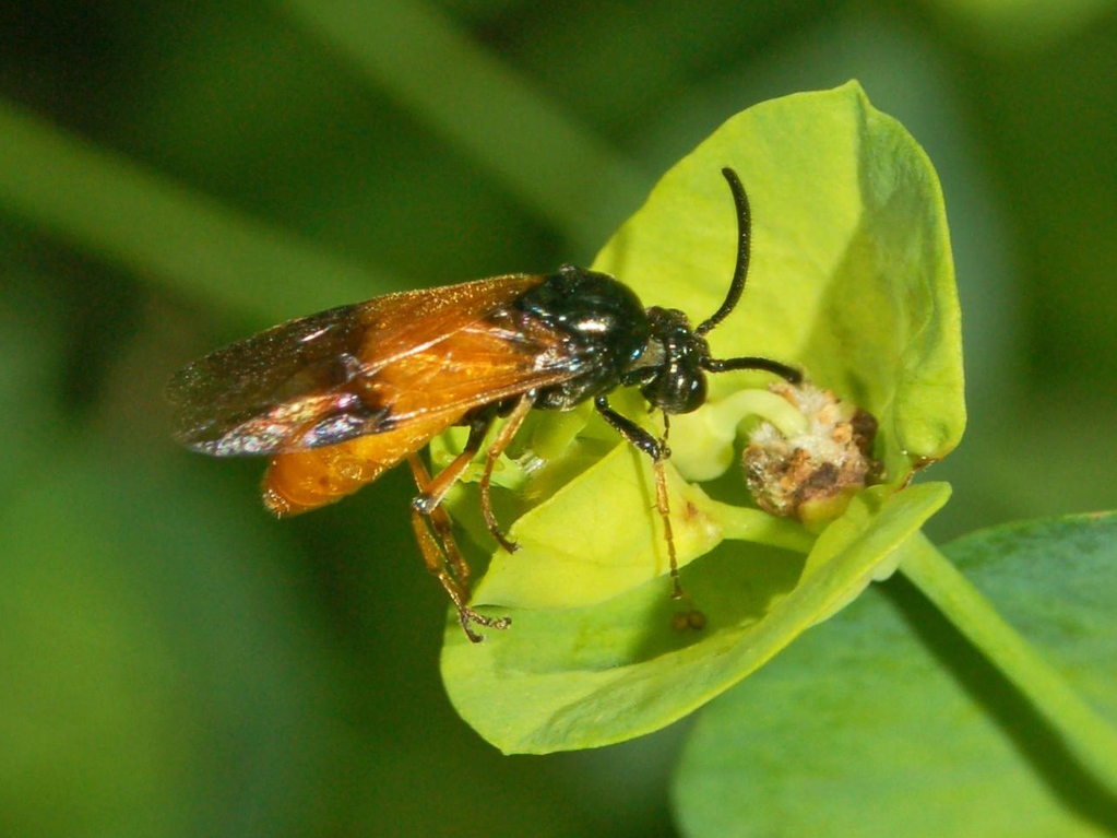 Athalia sp. (Tenthredinidae)